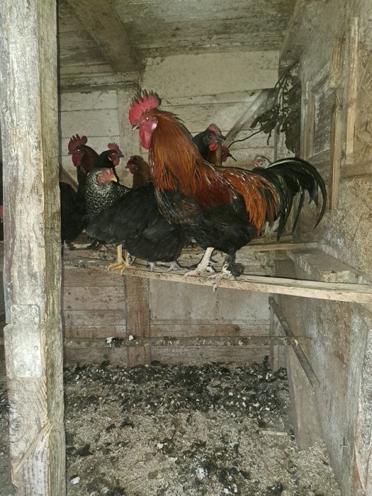 Vand 2cocosii marans!
