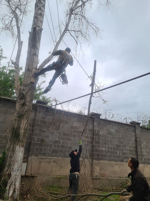 Спил деревьев  агаш кесемиз