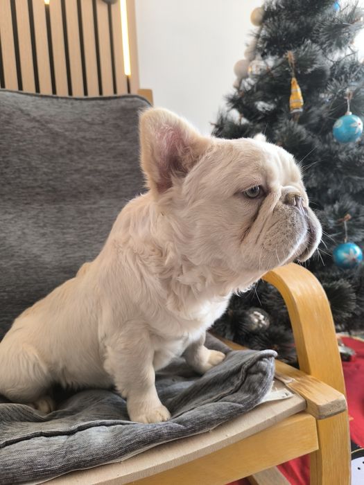 Френски булдог Флуфи