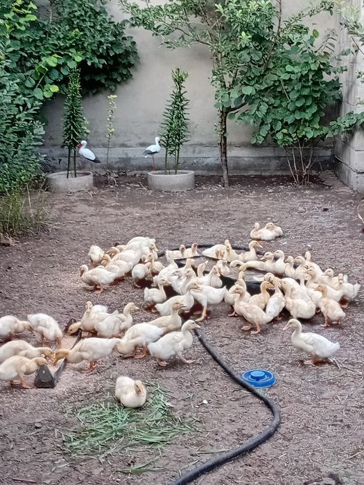 Срочно продаётся утят
