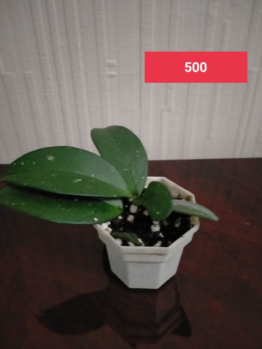 Продам отростки комнатных растений