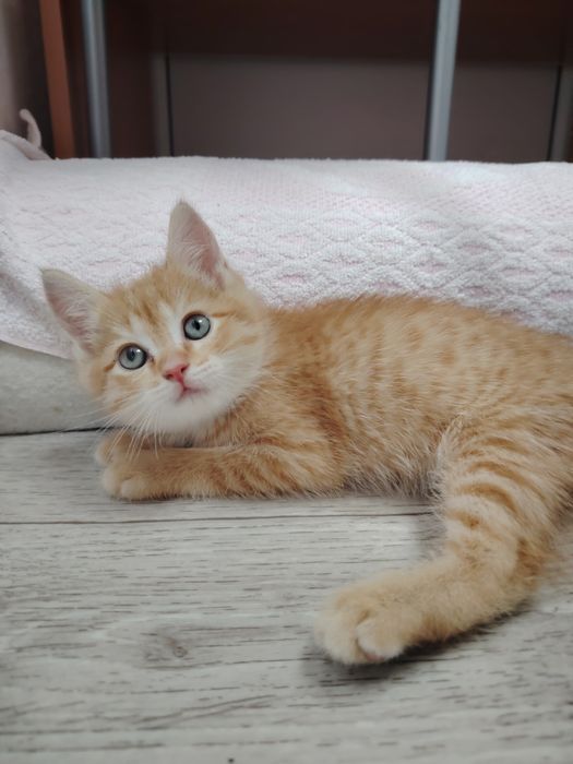 Пристраивается котёнок мальчик