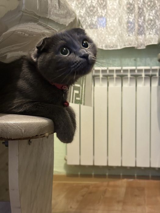 Шотландский вислоухий