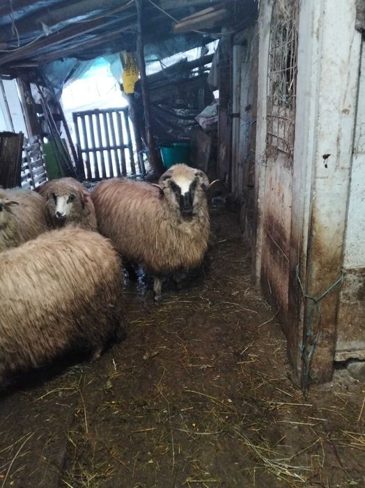 Vând 6 noatine și un berbecuț breaz