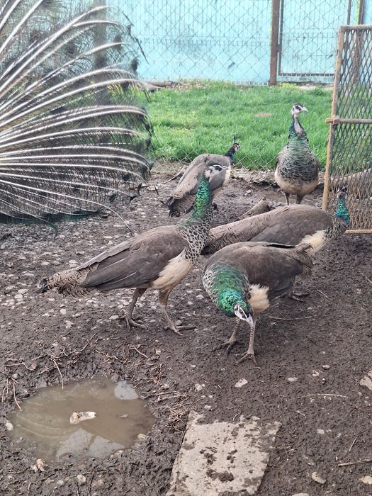 Vand paunite tineret