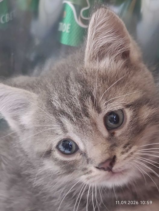 Котята ищут своих людей