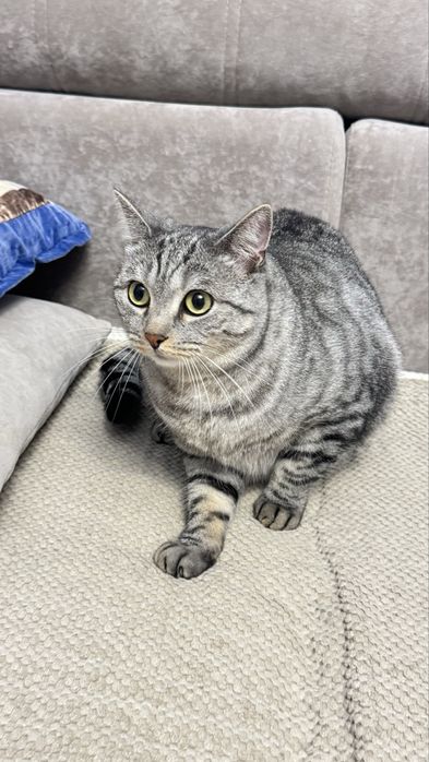 Британский кот, короткошерстный