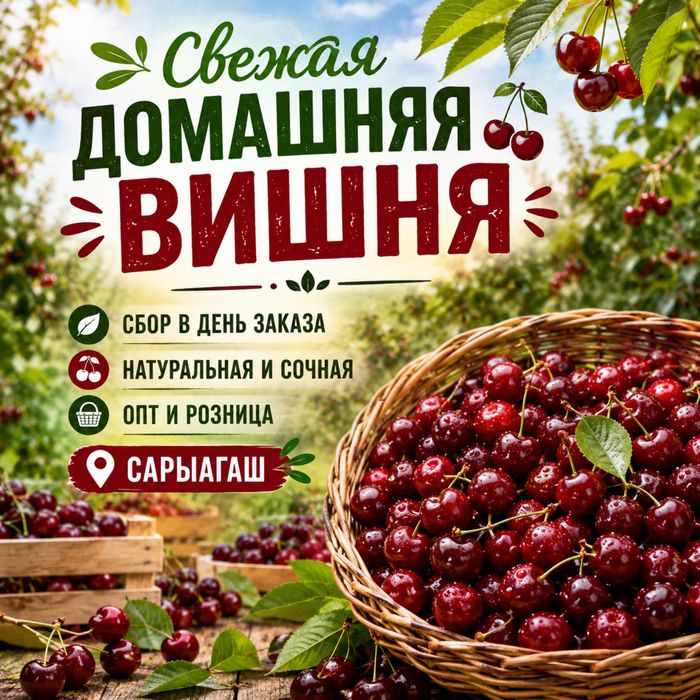 Свежая домашняя вишня из собственного сада Сарыагаш