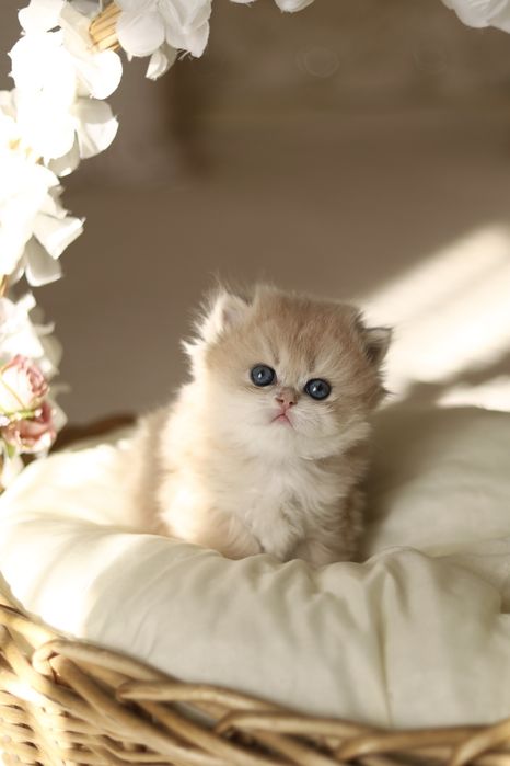 Котята Золотая Шиншилла