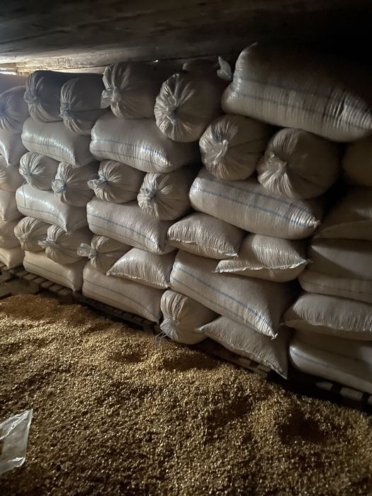 Vanzari porumb Pionier