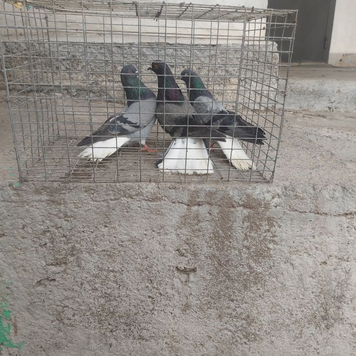 Бабочки сизи белахвость 2 пара