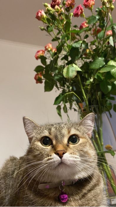 отдаем кошку в добрые руки