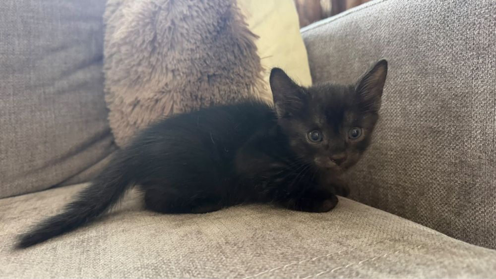 Котята бесплатно отдам