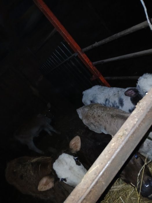 Vând viței sugarii