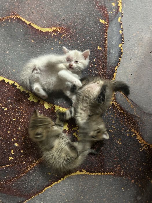 Отдам котят в добрые руки