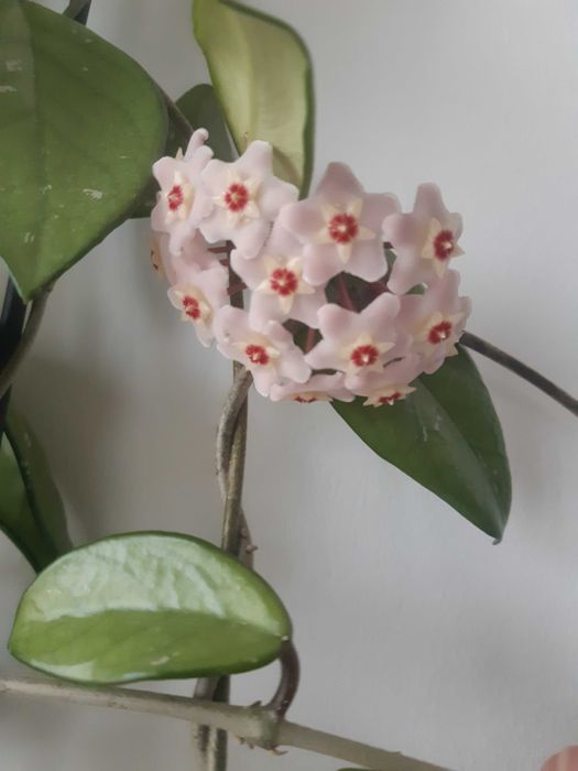 Стайни цветя различни видове