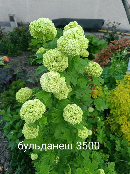 Продам цветы многолетний