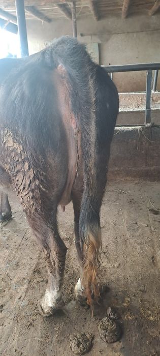 продаётся стельная корова