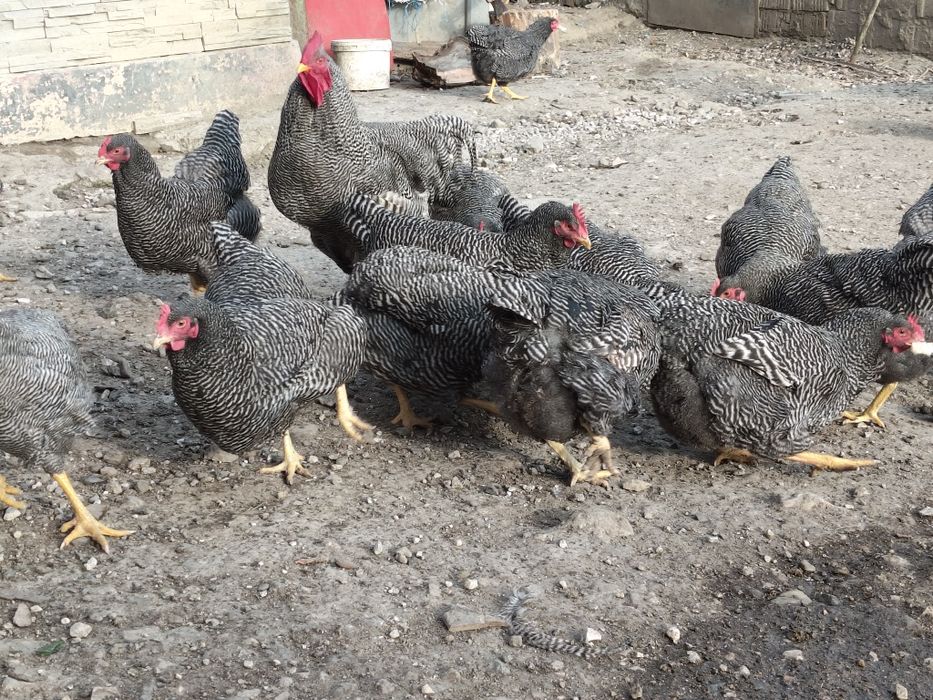 Vând pui rasa Plymouth Rock barat !