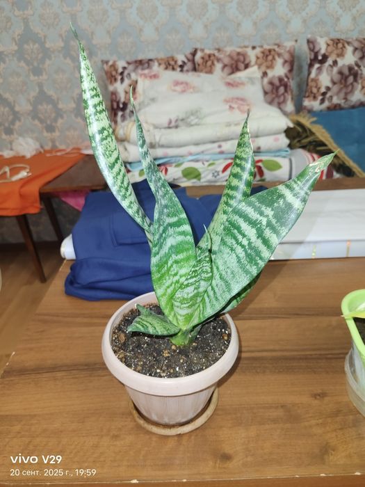 Цветы в горшках продам