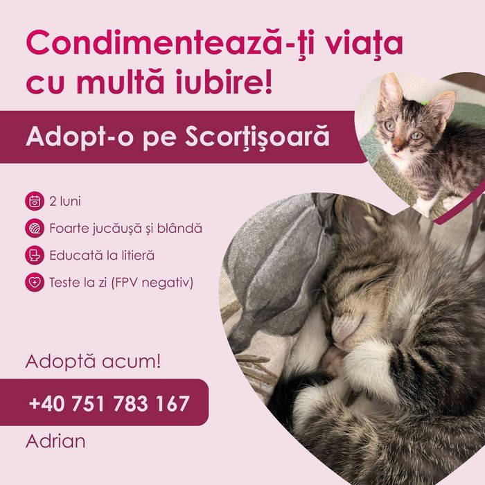 Adopție pui de pisică