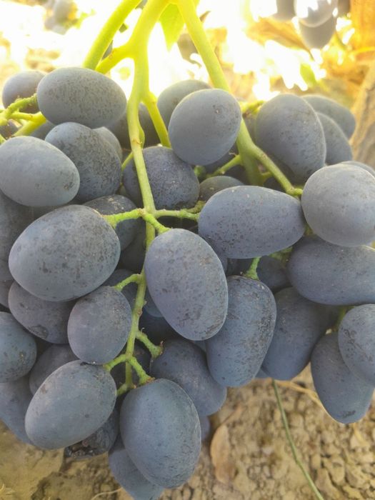 Gigant tok ko‘chatlari sotiladi