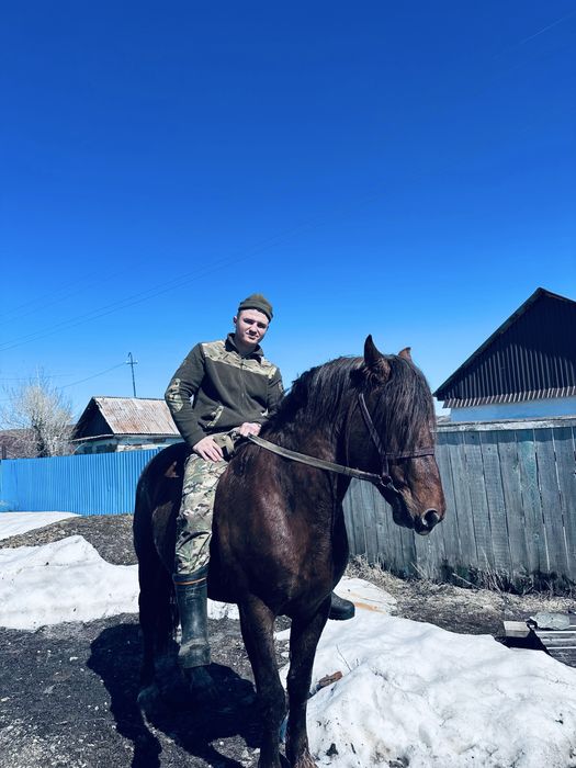 Жеребец 6 лет полу тяж