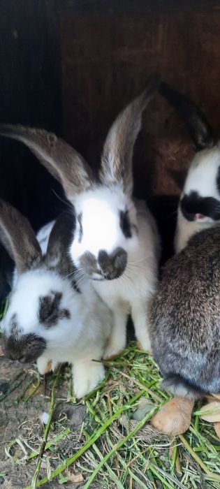 Pui iepure fluturas urias