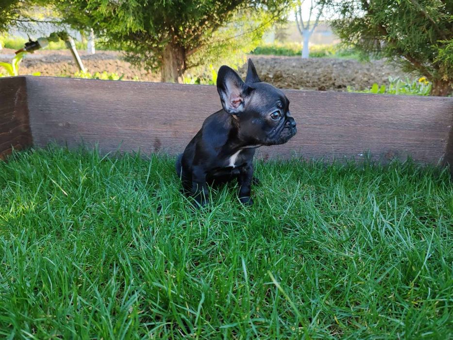 Френски  булдог ЖЕНСКО