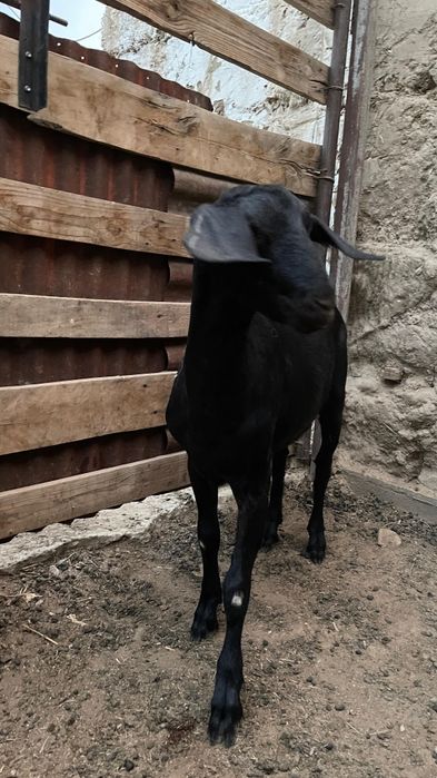 Продается козленок породистая