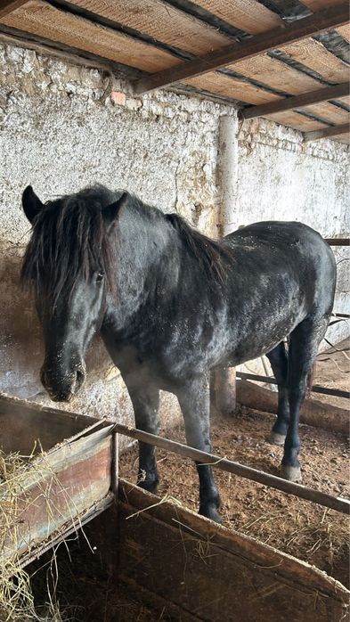 Бес жасар айғыр сатылады