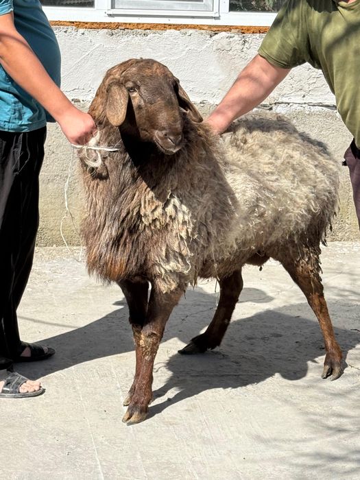 2 жасар қошқар бар