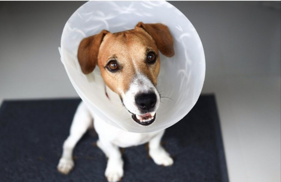 Продам воротник для собаки