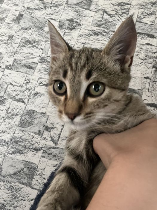 Котенок бесплатно