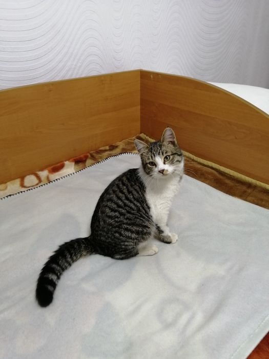 Юный котик Марсик в добрый руки