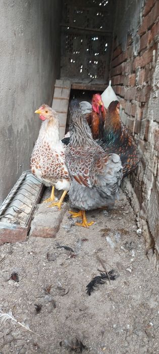 De vânzare gaini wyandotte splash