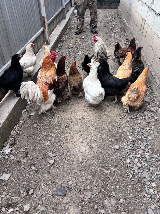 Куры и петухи оптом