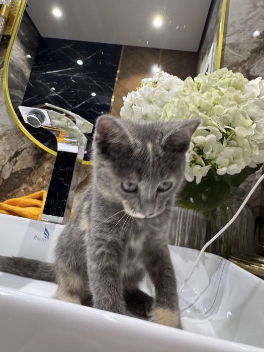 Отдам котенка в добрые ручки