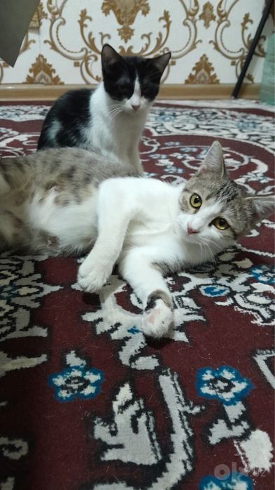 Кошка бесплатно