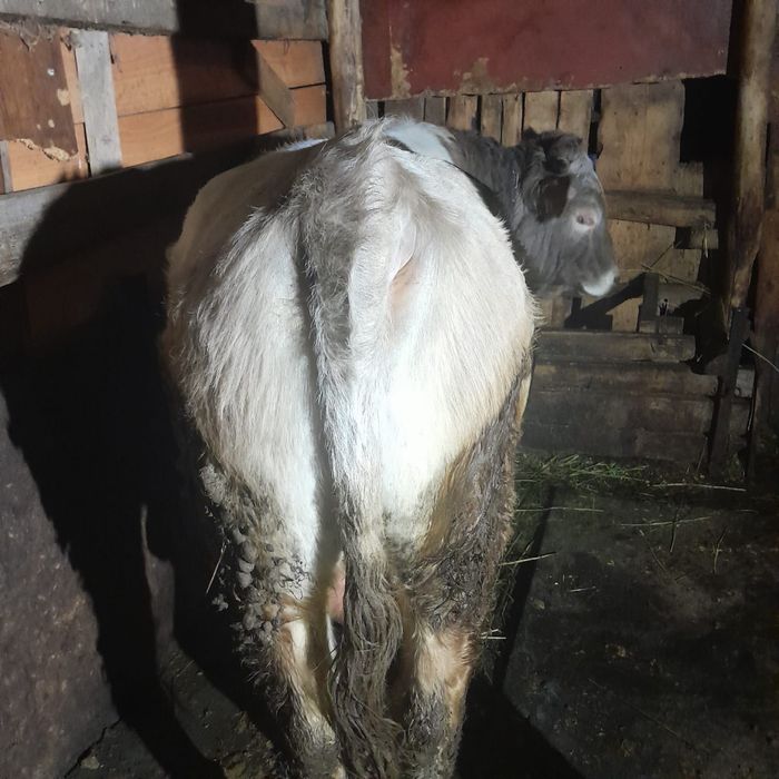 Продам быка на мясо