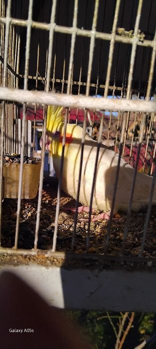 Papagal nimfa puteți al tine afara și casa este cantaret