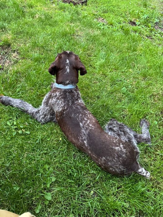 Кобель  для вязки