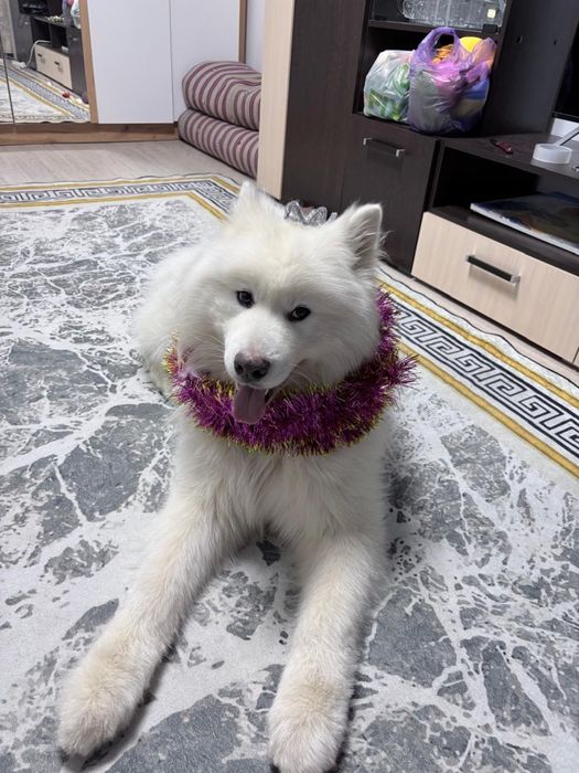 Предлагается самоед кабель для вязки