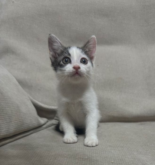 Отдается котенок девочка 1,5 месяца