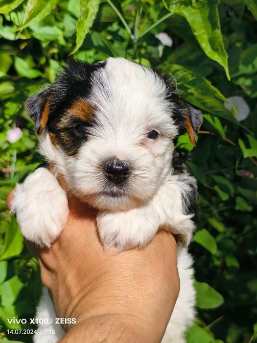 Бивер-йорк, бивер йорк