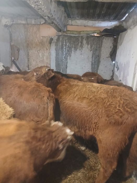 Продается бычки .