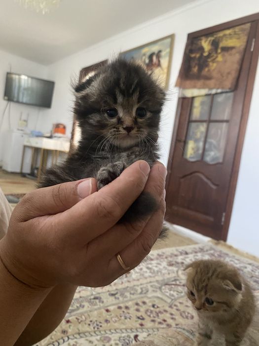 котята вислоухие