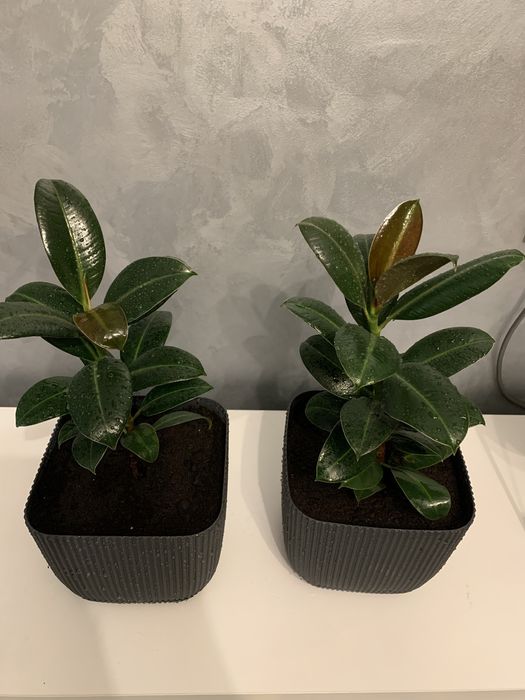 Комнатные растения Фикус Эластика Робуста