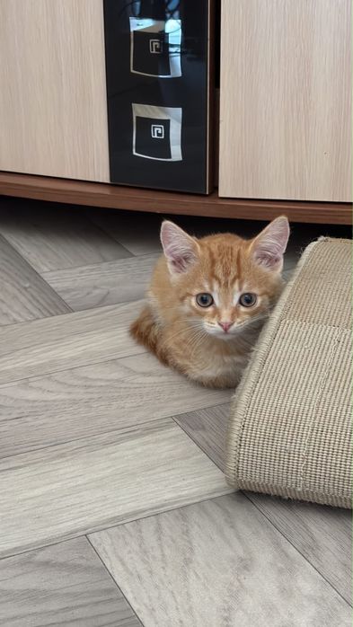Котята бесплатно