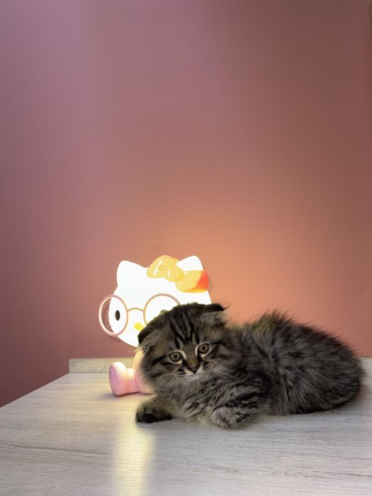 продаются породистые котята